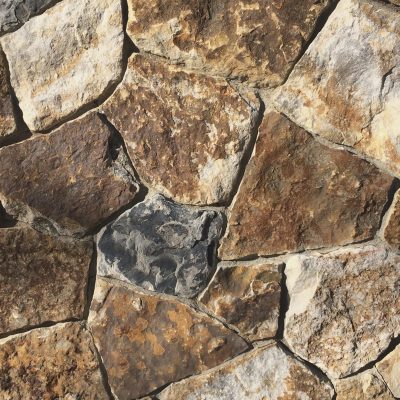 Desert Tortoise Random